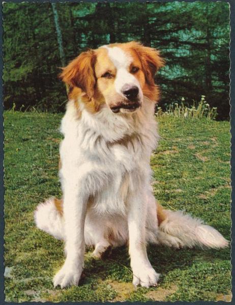 Ansichtskarte Motive " Hund "